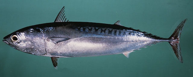 Bullet Tuna