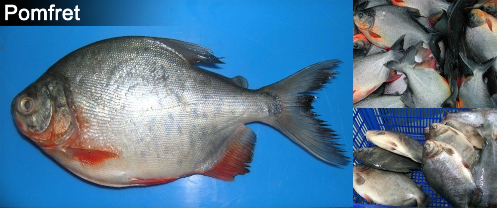 Pomfret