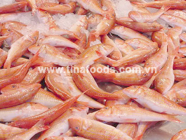 Red Mullet