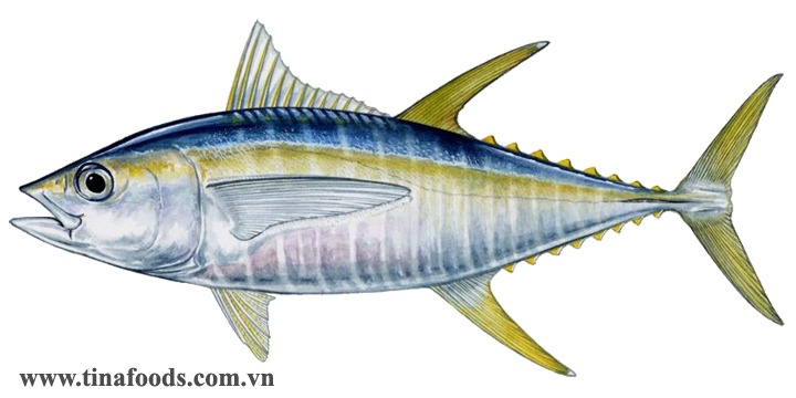 YELLOWFIN TUNA