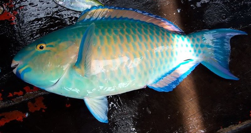 Parrotfish