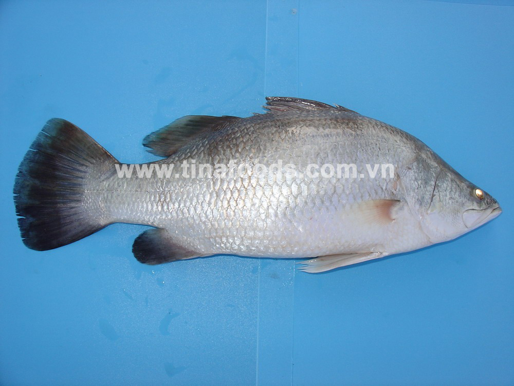 Barramundi