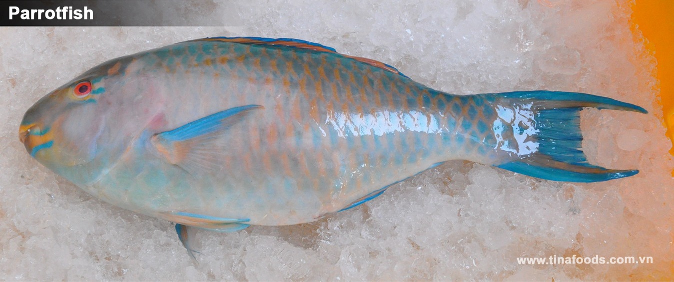 Parrotfish