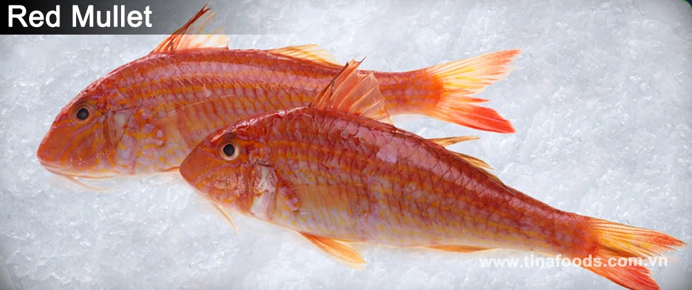 Red Mullet