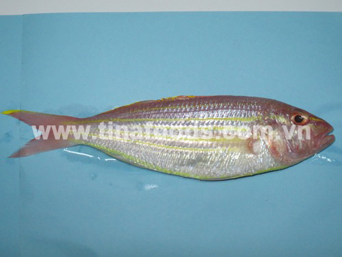 Threadfin Bream