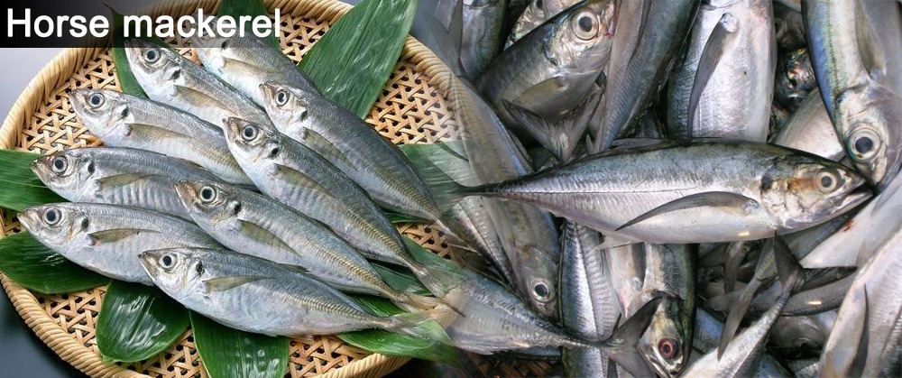 Horse Mackerel