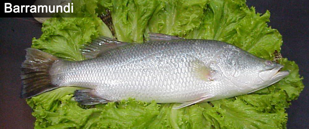 Barramundi