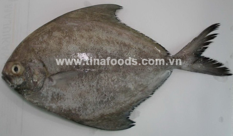 Black Pomfret