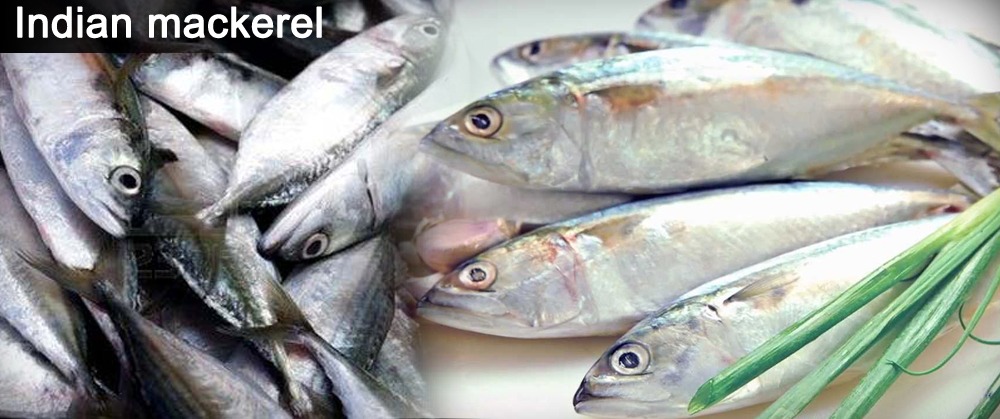 Indian Mackerel