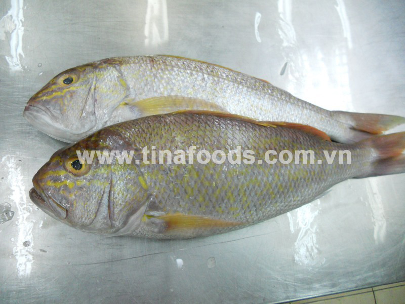 Goldband Snapper