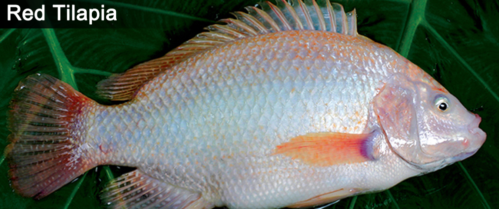 Red Tilapia