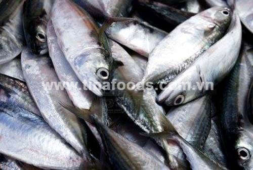 Indian Mackerel